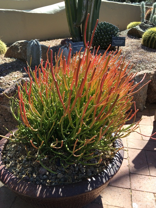 Desert Botanical Garden, Phoenix, AZ - Found Nature